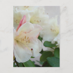 RHODIES AZALEENBLÜTEN Azaleen Karten Geschenke Tas