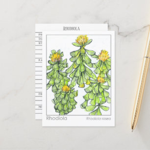 Rhodiola Pflanze Kräuterstudie Materia Medica Postkarte