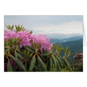 Rhododendren