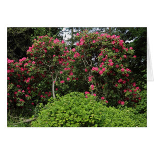 Rhododendren