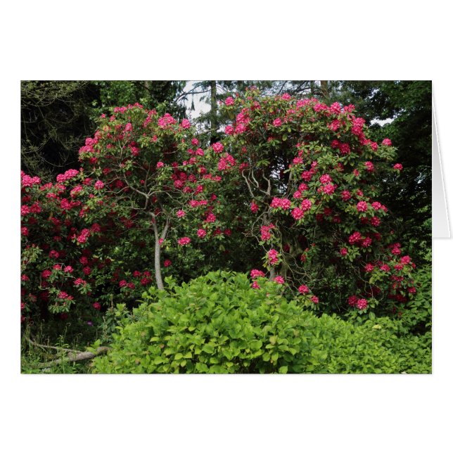 Rhododendren (Vorderseite (Horizontal))