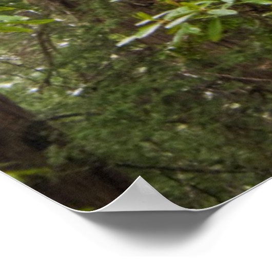 Rhododendren blühen mit Coast Redwood Trees Poster (Ecke)