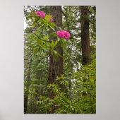 Rhododendren blühen mit Coast Redwood Trees Poster (Vorne)