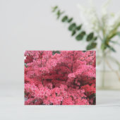 Rhododendren, Halifax Nova Scotia Postcard Postkarte (Stehend Vorderseite)