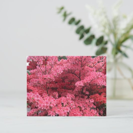 Rhododendren, Halifax Nova Scotia Postcard Postkarte (Stehend Vorderseite)