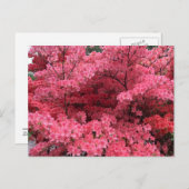 Rhododendren, Halifax Nova Scotia Postcard Postkarte (Vorne/Hinten)