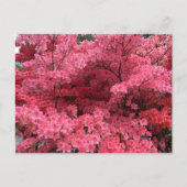 Rhododendren, Halifax Nova Scotia Postcard Postkarte (Vorderseite)