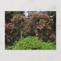 Rhododendren