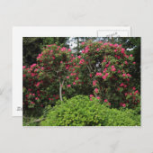 Rhododendren Postkarte (Vorne/Hinten)