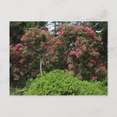 Rhododendren Postkarte (Vorderseite)