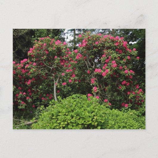 Rhododendren Postkarte (Vorderseite)