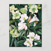 Rhododendren Postkarte (Vorderseite)