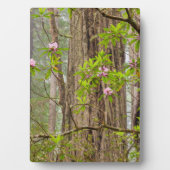 Rhododendren | Redwoods Staat Park, CA Fotoplatte (Vorderseite)