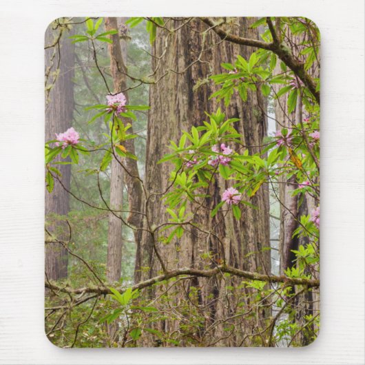 Rhododendren | Redwoods Staat Park, CA Mousepad (Vorne)