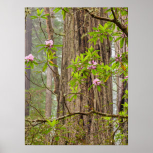 Rhododendren   Redwoods Staat Park, CA Poster