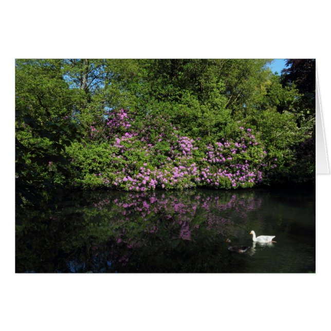 Rhododendren, Roath Park Lake, Cardiff (Vorderseite (Horizontal))