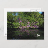 Rhododendren, Roath Park Lake, Cardiff Postkarte (Vorne/Hinten)