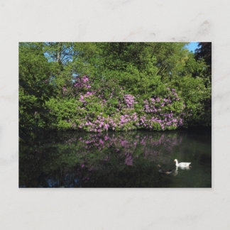 Rhododendren, Roath Park Lake, Cardiff Postkarte