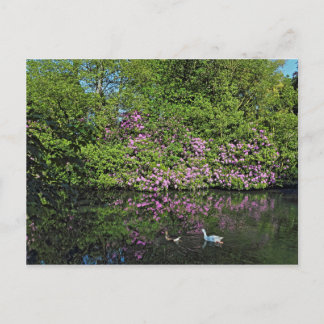 Rhododendren und Gänse. Roath Park Lake, Cardiff Postkarte