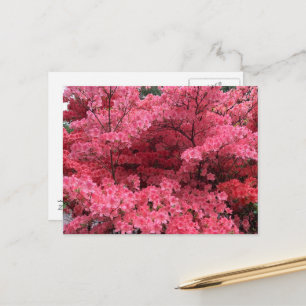 Rhododendren von Halifax Nova Scotia Postkarte