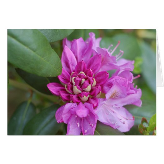 Rhododendron (Vorderseite (Horizontal))