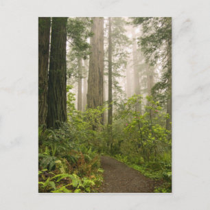 Rhododendron blühend unter den Küstenmammutbäumen Postkarte