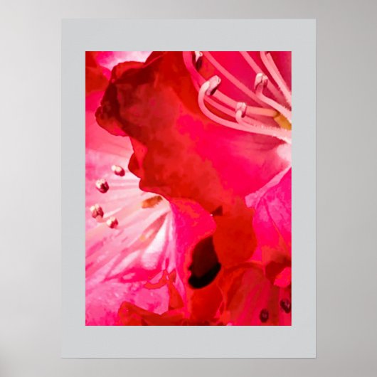 Rhododendron BLÜHT Poster (Vorne)