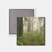 Rhododendron blüht unter den Coast Redwoods / Magnet (Vorderseite/Rückseite)