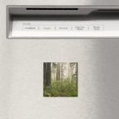 Rhododendron blüht unter den Coast Redwoods / Magnet (In Situ (Geschirrspüler))