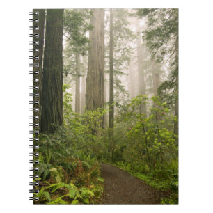 Rhododendron blüht unter den Redwood-Küstengebie Notizblock