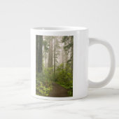 Rhododendron blüht unter den Redwood-Küstengebiete Jumbo-Tasse (Rechts)