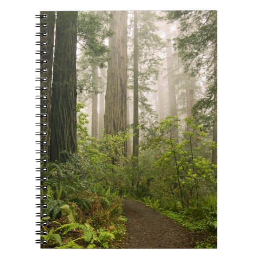 Rhododendron blüht unter den Redwood-Küstengebiete Notizblock (Vorderseite)