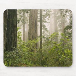 Rhododendron blüht zwischen den Küstenmammutbäumen Mousepad