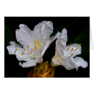 Rhododendron-Blume