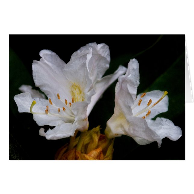 Rhododendron-Blume (Vorderseite (Horizontal))
