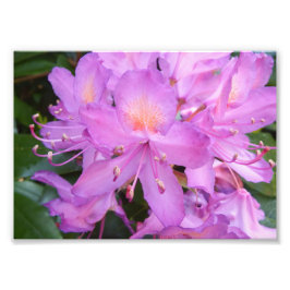 Rhododendron Blume Foto drucken