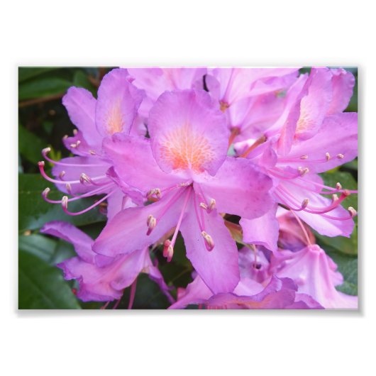 Rhododendron Blume Foto drucken (Vorne)