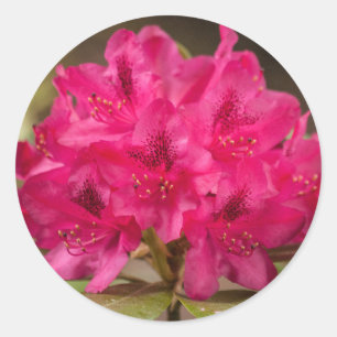 Rhododendron-Blume für Hot Pink Runder Aufkleber