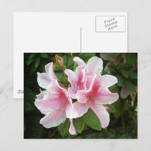 Rhododendron-Blume Postkarte (Vorne/Hinten)