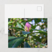 Rhododendron-Blütenknospe Postkarte (Vorne/Hinten)