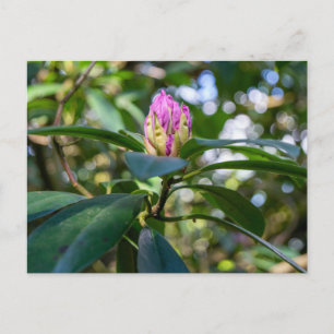 Rhododendron-Blütenknospe Postkarte
