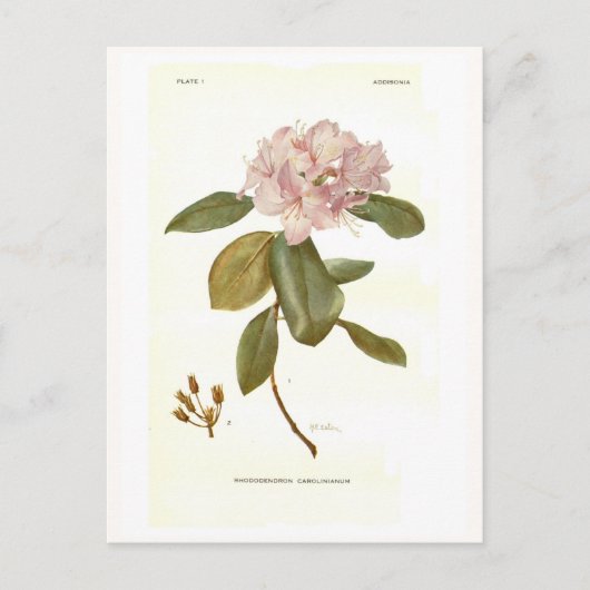 Rhododendron carolinianum postkarte (Vorderseite)