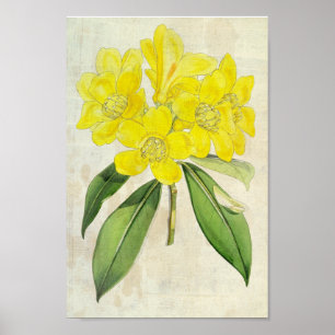 Rhododendron der Vintagen Botanischen Lobbe Poster