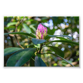 Rhododendron Flower Bud Fotodruck