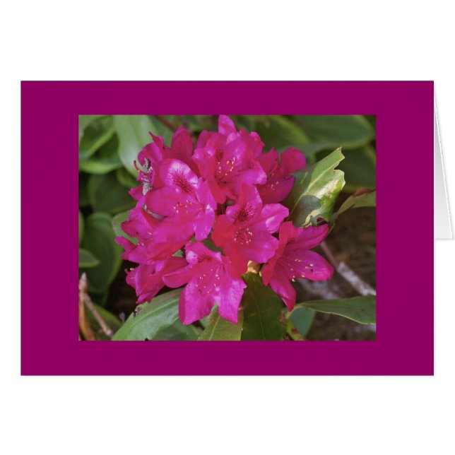 Rhododendron, Fuscia (Vorderseite (Horizontal))