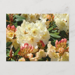 Rhododendron-Gelbe Creme Orange Rhododendron-Blüte Postkarte