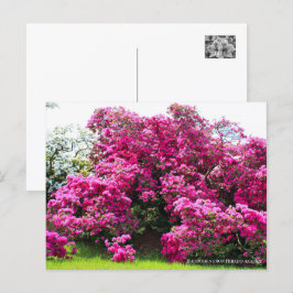 Rhododendron Hirado Azarea Postkarte