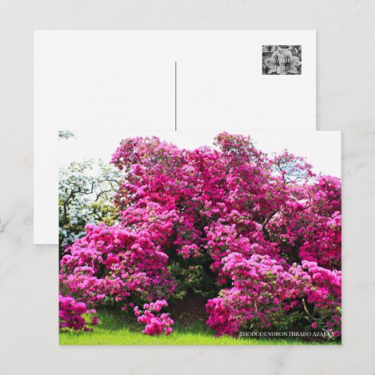 Rhododendron Hirado Azarea Postkarte (Vorne/Hinten)
