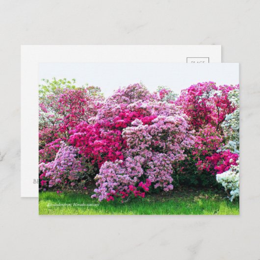 Rhododendron: Hirado-Tsutsuji [Postcard] Postkarte (Vorne/Hinten)