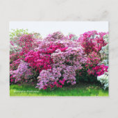 Rhododendron: Hirado-Tsutsuji [Postcard] Postkarte (Vorderseite)